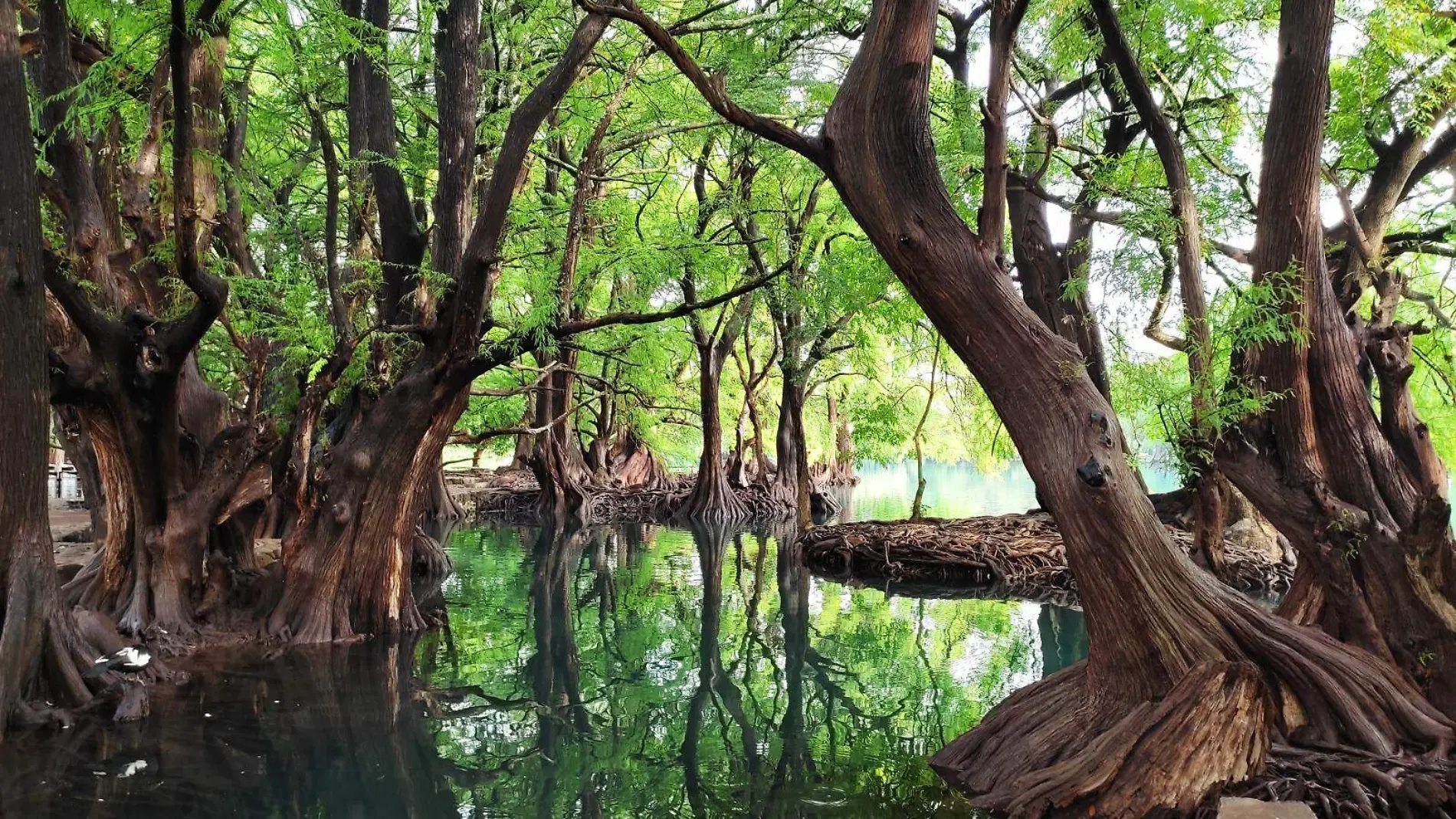 Lago de Camécuaro